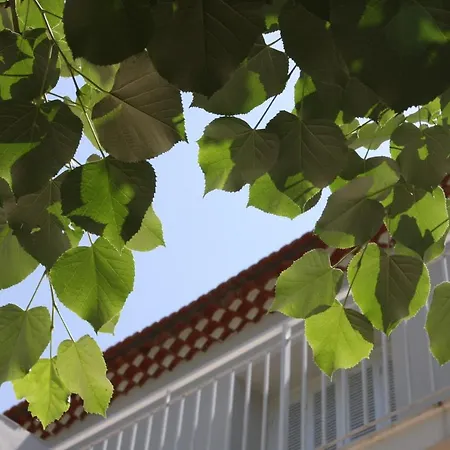 1er Consul Sas A Bussinca Bocognano