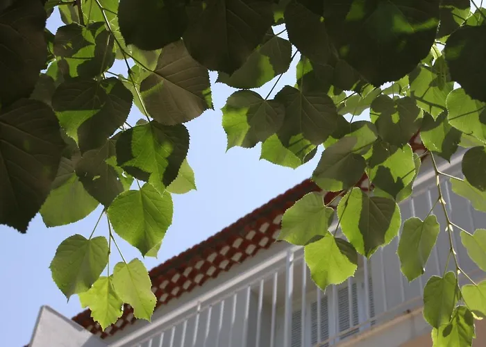 1er Consul Sas A Bussinca Bocognano